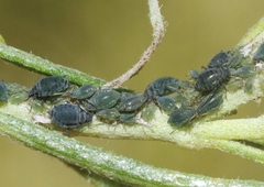 Protaphis middletonii