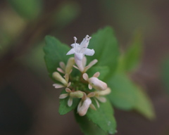 Abelia chinensis