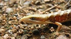 Gerrhonotus liocephalus liocephalus