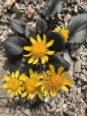 Senecio soldanella