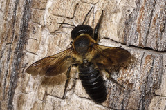 Megachile sculpturalis
