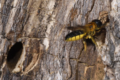 Megachile sculpturalis