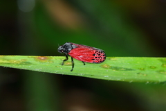 Mahanarva rubripennis