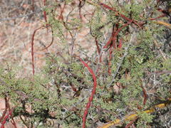 Vachellia pacensis