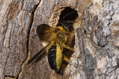 Megachile sculpturalis