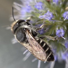 Andrena