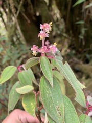 Miconia polytopica