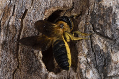 Megachile sculpturalis