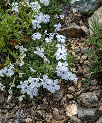 Phlox pulvinata