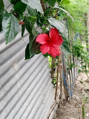 Hibiscus rosa-sinensis