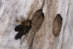 Megachile sculpturalis