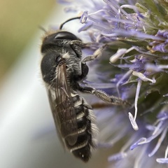 Andrena