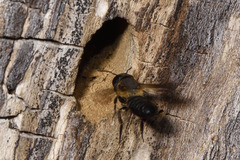 Megachile sculpturalis