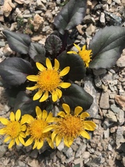 Senecio soldanella
