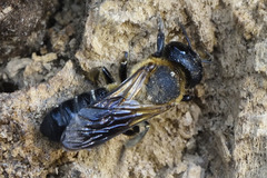 Megachile sculpturalis