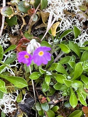 Primula scandinavica