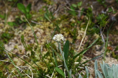 Antennaria lanata