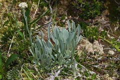 Antennaria lanata