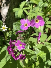 Primula parryi
