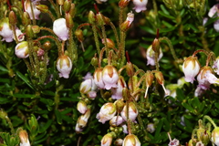 Phyllodoce × intermedia