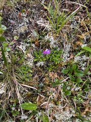 Primula scandinavica