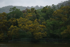 Acacia confusa