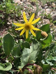 Senecio amplectens holmii