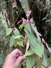 Miconia polytopica