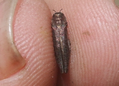 Agrilus politus