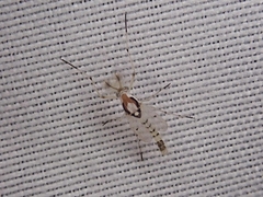 Coelotanypus concinnus