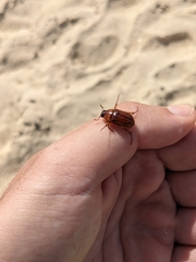 Cyclocephala borealis