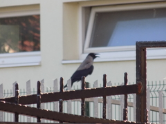 Corvus cornix