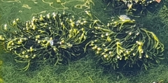Ascophyllum nodosum
