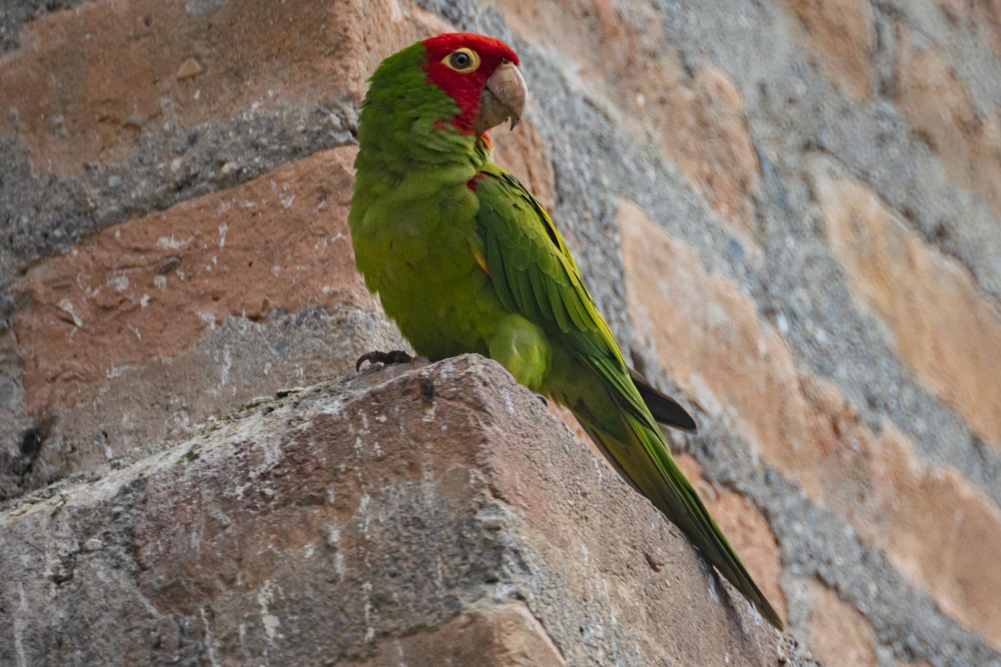 Aratinga erythrogenys image