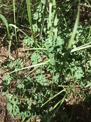 Euphorbia stictospora