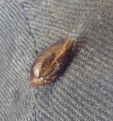 Cyzicus