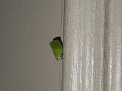 Acanalonia conica