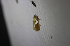 Prolimacodes trigona