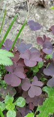 Oxalis stricta rufa