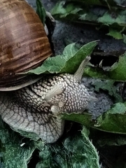 Helix pomatia