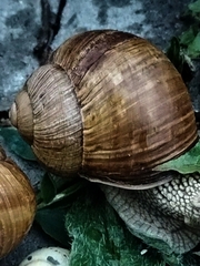 Helix pomatia