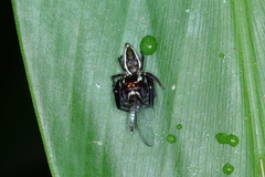 Metaphidippus perfectus