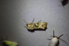 Hexorthodes accurata