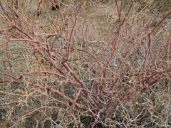 Psorothamnus schottii