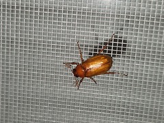 Phyllophaga