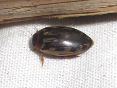 Coptotomus venustus