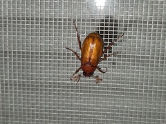 Phyllophaga