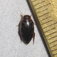 Coptotomus venustus