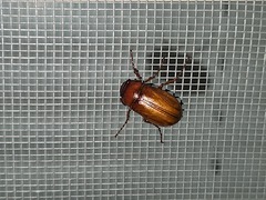 Phyllophaga