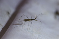 Stenolemoides arizonensis